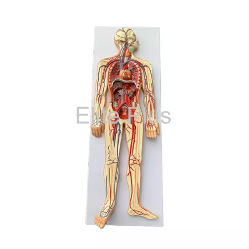 ZX-1312PN Circulatory System Model PVC