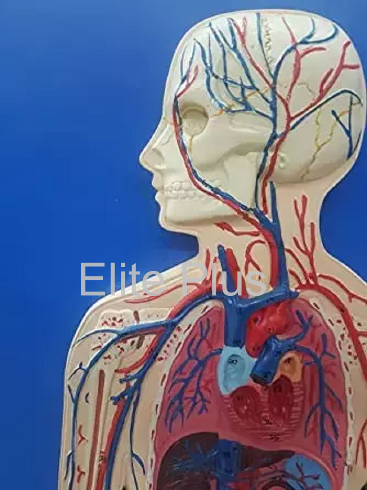 ZX-1302 Human Circulatory System