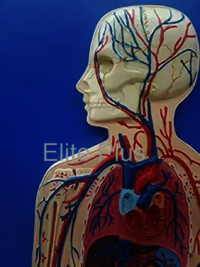 ZX-1302 Human Circulatory System