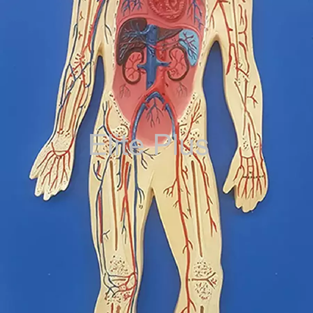 ZX-1302 Human Circulatory System