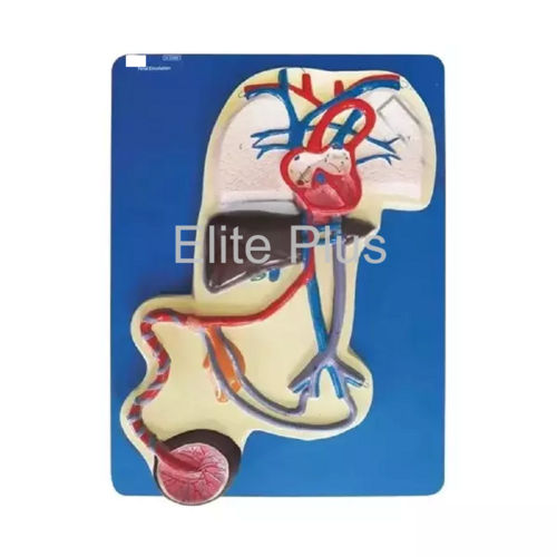 Zx-1308e Fetal Circulation