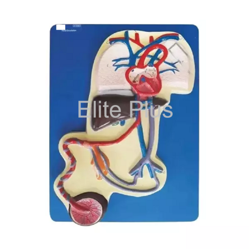 ZX-1308E Fetal Circulation