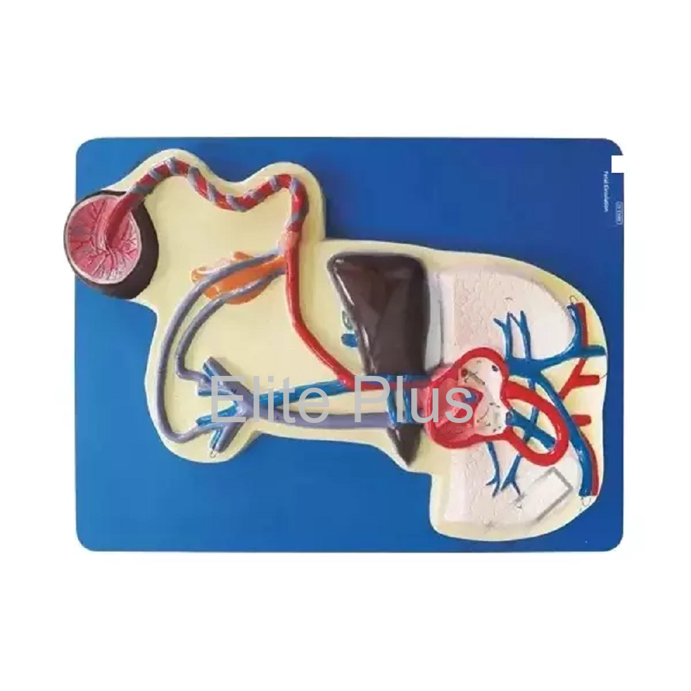 ZX-1308E Fetal Circulation