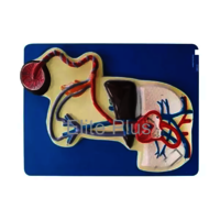 ZX-1308E Fetal Circulation