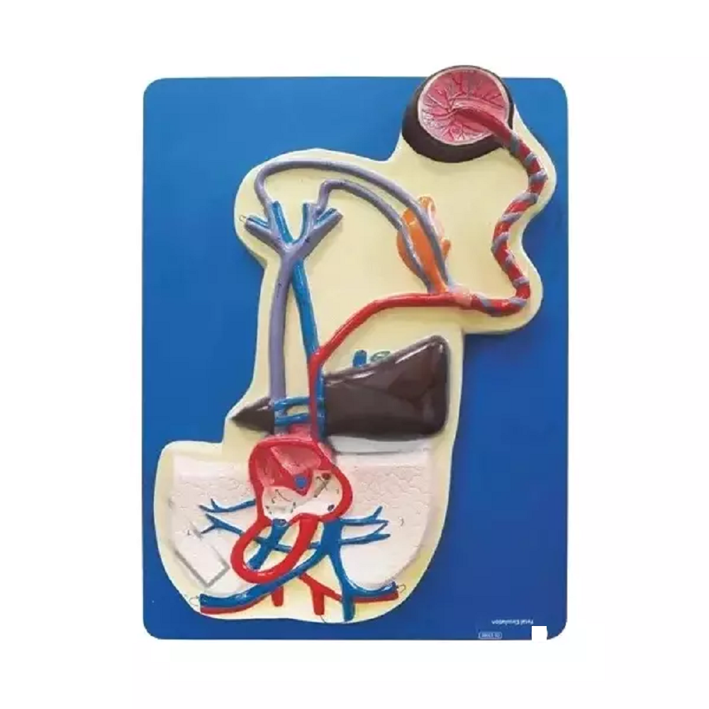 ZX-1308E Fetal Circulation