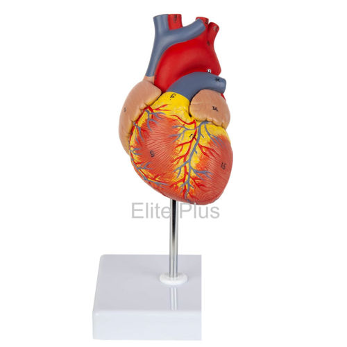 Zx-1424pn Heart Model Deluxe Life Size 2 Parts