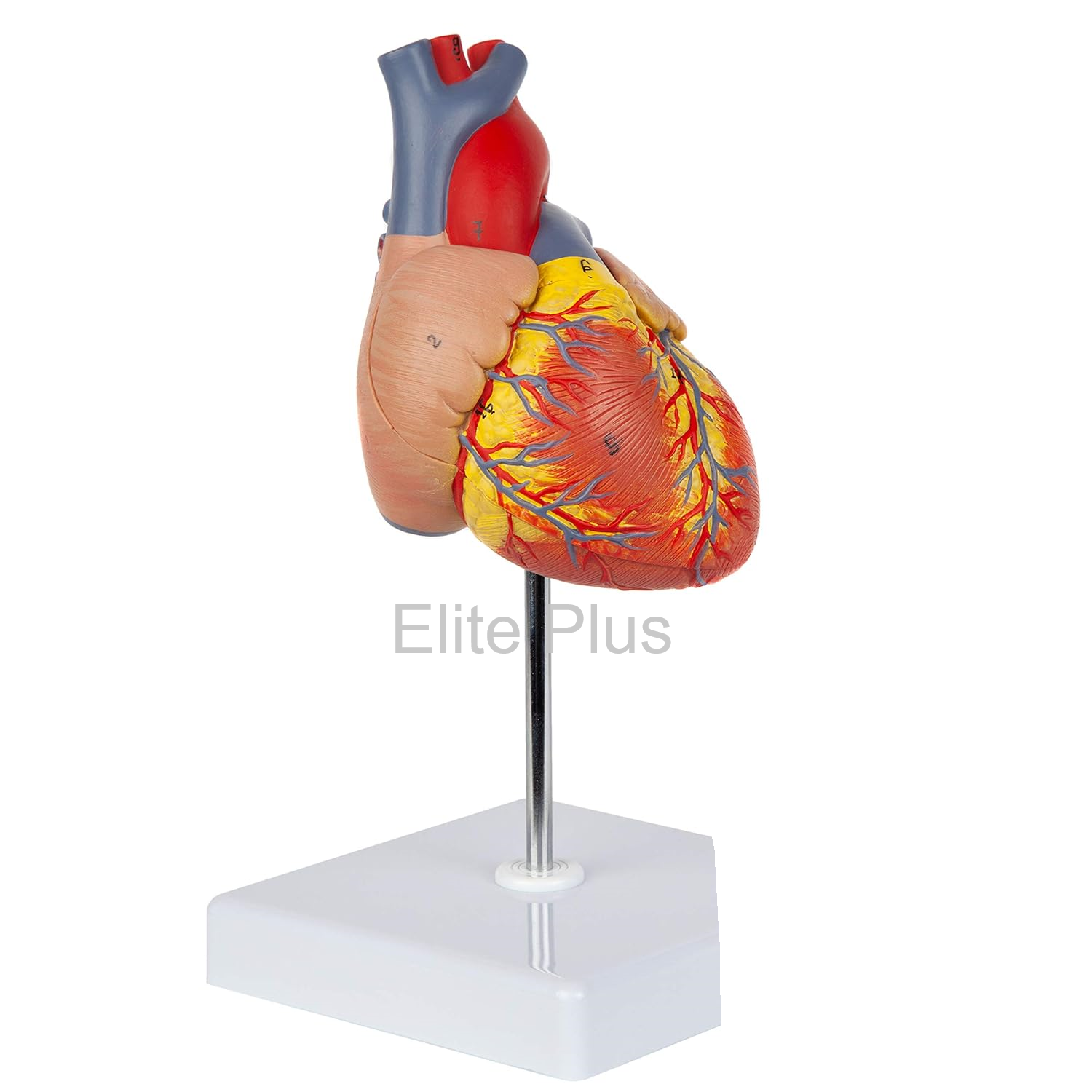 ZX-1424PN Heart Model Deluxe Life Size 2 Parts
