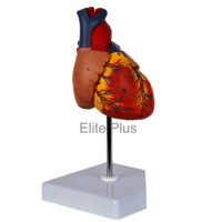 ZX-1424PN Heart Model Deluxe Life Size 2 Parts