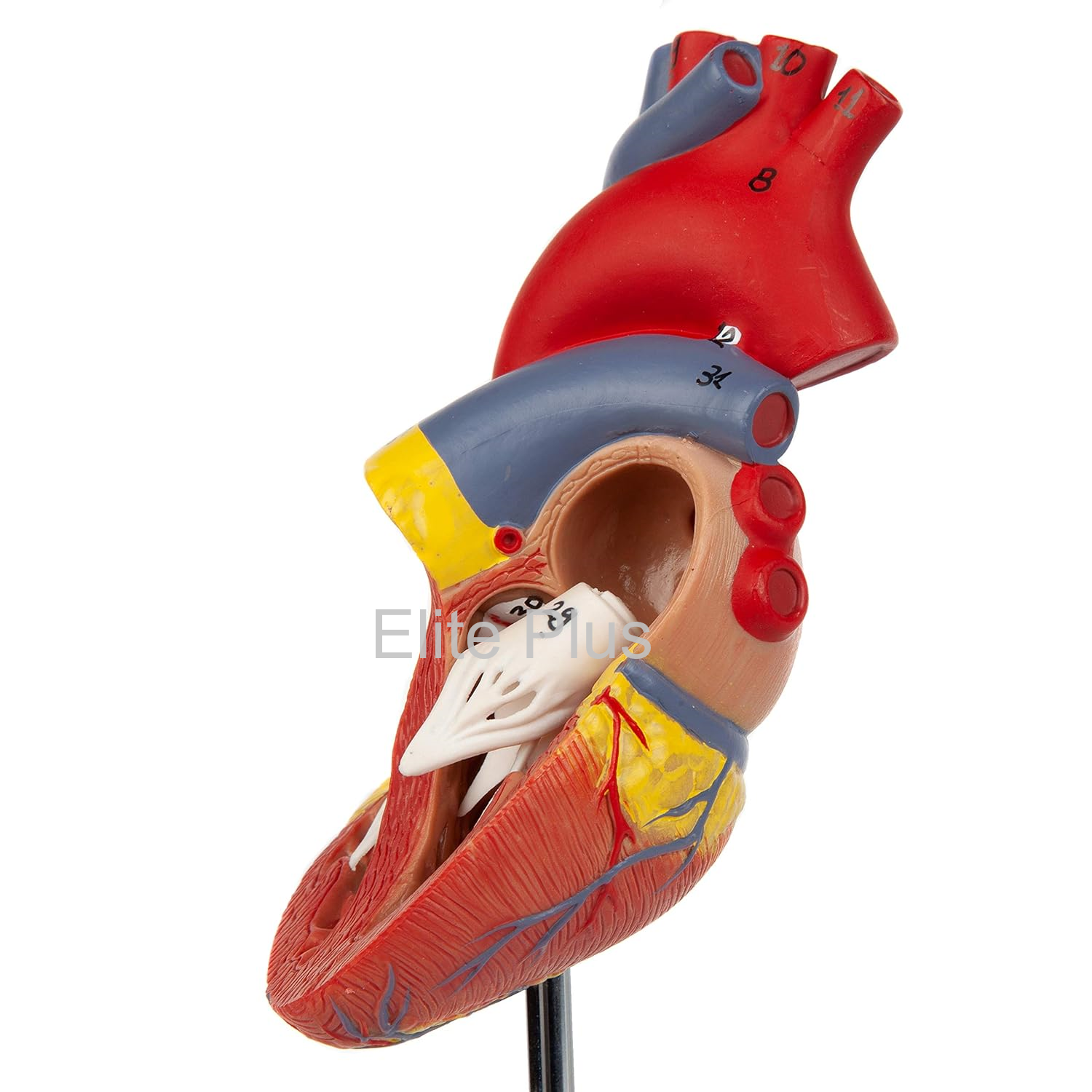 ZX-1424PN Heart Model Deluxe Life Size 2 Parts