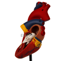 ZX-1424PN Heart Model Deluxe Life Size 2 Parts