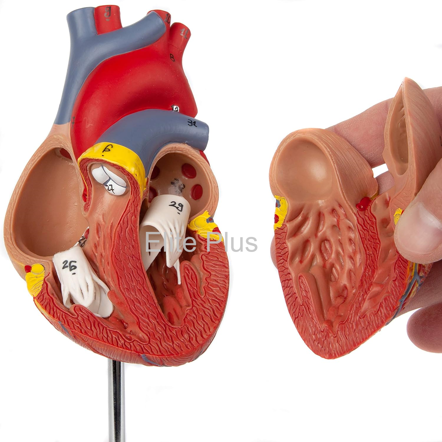 ZX-1424PN Heart Model Deluxe Life Size 2 Parts