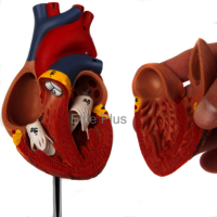 ZX-1424PN Heart Model Deluxe Life Size 2 Parts