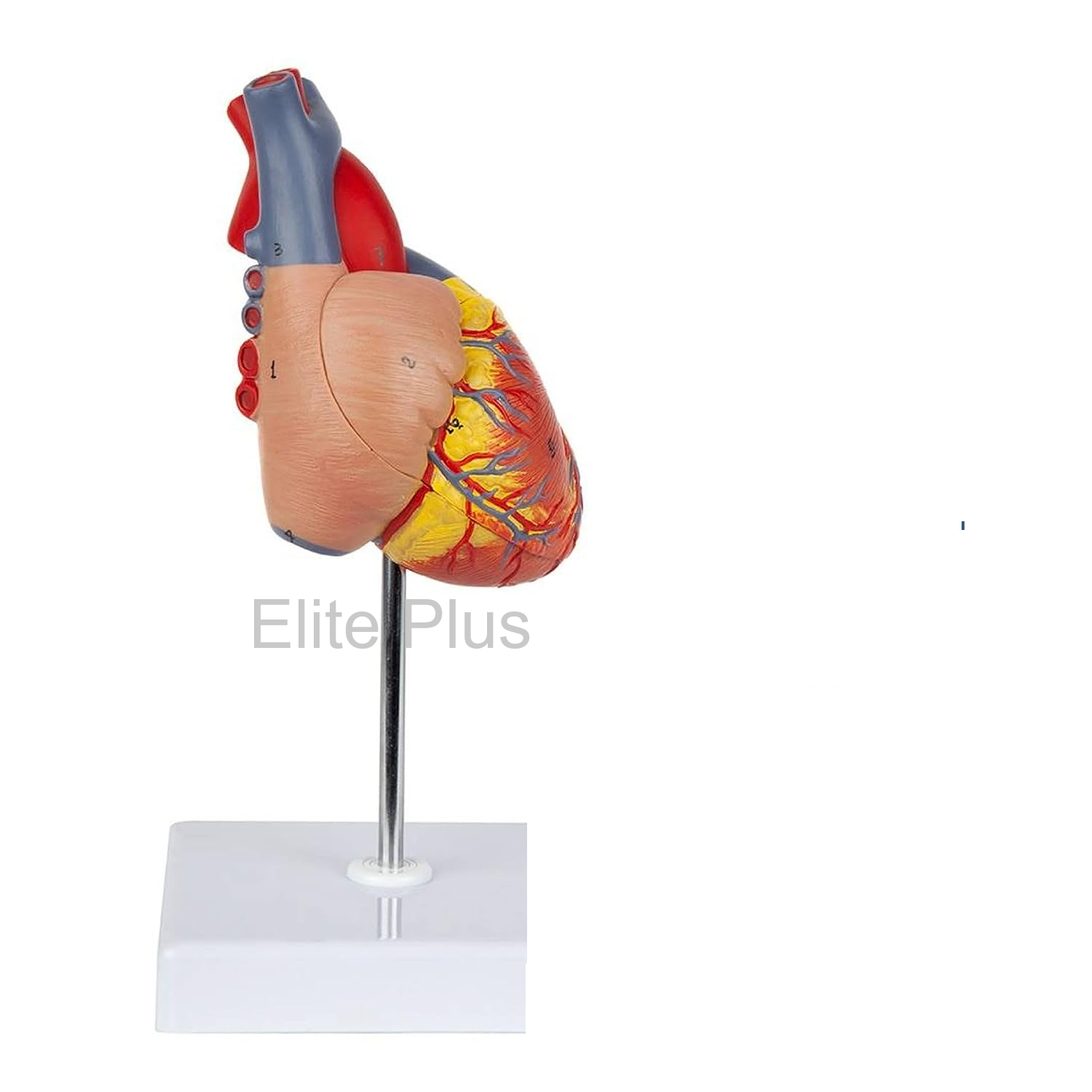 ZX-1424PN Heart Model Deluxe Life Size 2 Parts