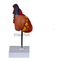 ZX-1424PN Heart Model Deluxe Life Size 2 Parts