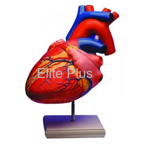 Heart And Circulatory System