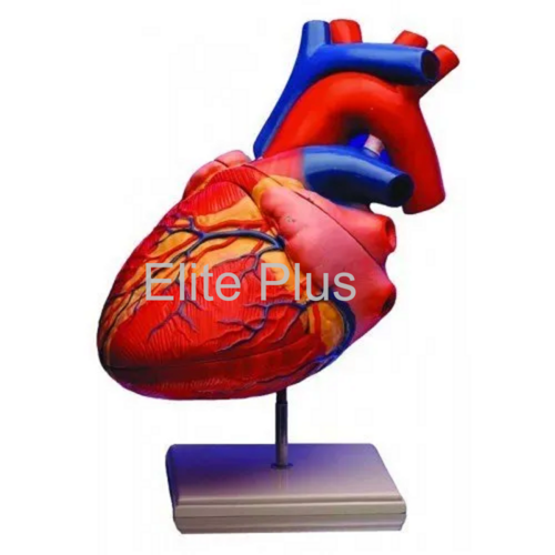 PD002 Heart Model