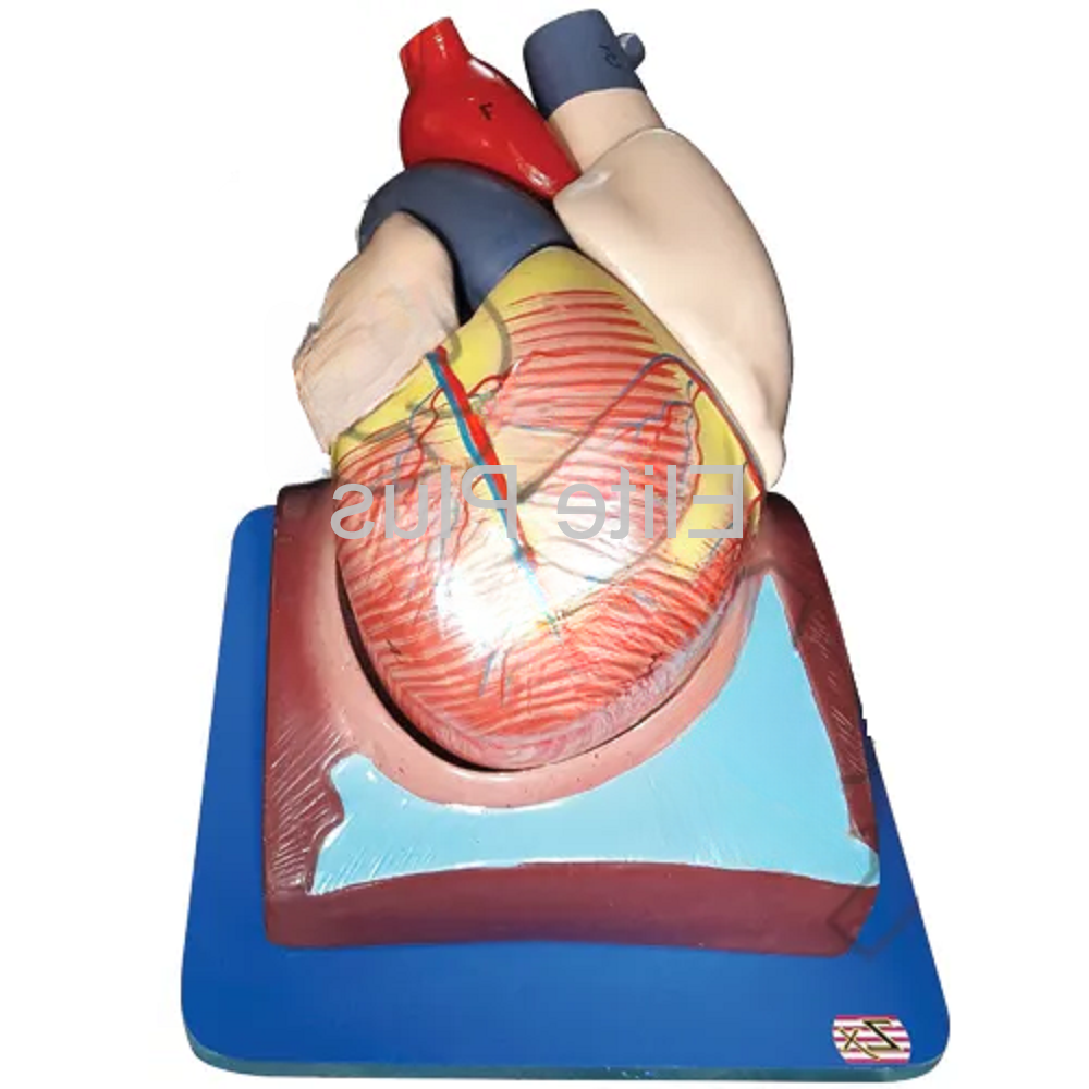 ZX-1405E Human Heart (7 Parts)