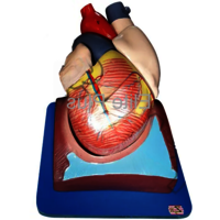 ZX-1405E Human Heart (7 Parts)