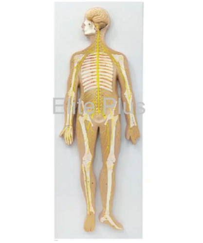 ZX-1317PN Nervous System Model PVC