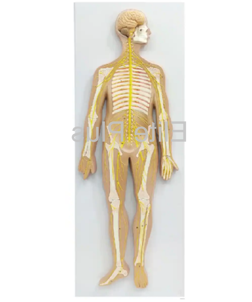 ZX-1317PN Nervous System Model PVC