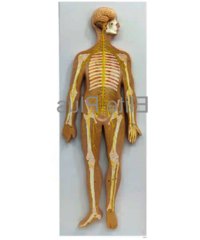 ZX-1317PN Nervous System Model PVC