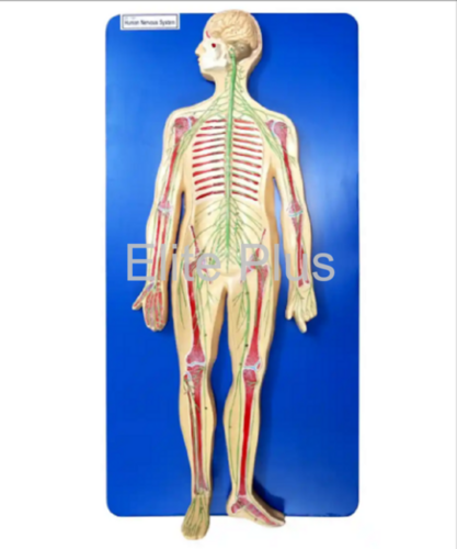 ZX-1307 Human Nervous System