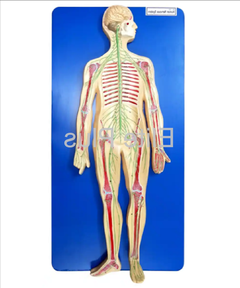 ZX-1307 Human Nervous System