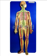 ZX-1307 Human Nervous System