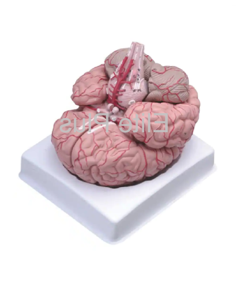 ZX-1421PN Brain Model Deluxe 9 Parts