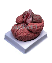 ZX-1421PN Brain Model Deluxe 9 Parts
