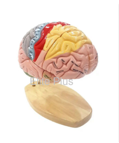 Zx-1422pn Brain Model Deluxe Enlarged 4 Parts