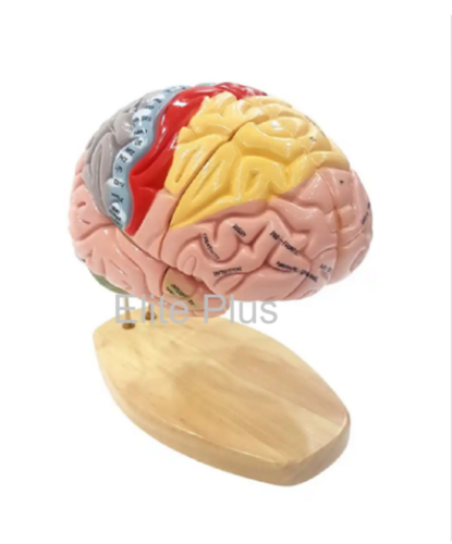 ZX-1422PN Brain Model Deluxe Enlarged 4 parts