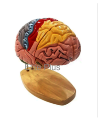 Brain Model - Pvc, 1.5 Times Enlarged, Multicolor | Dissectable 4 Parts, 142 Labeled Features, Metal Stand With Wooden Base, Ideal For Nursing/medical Colleges