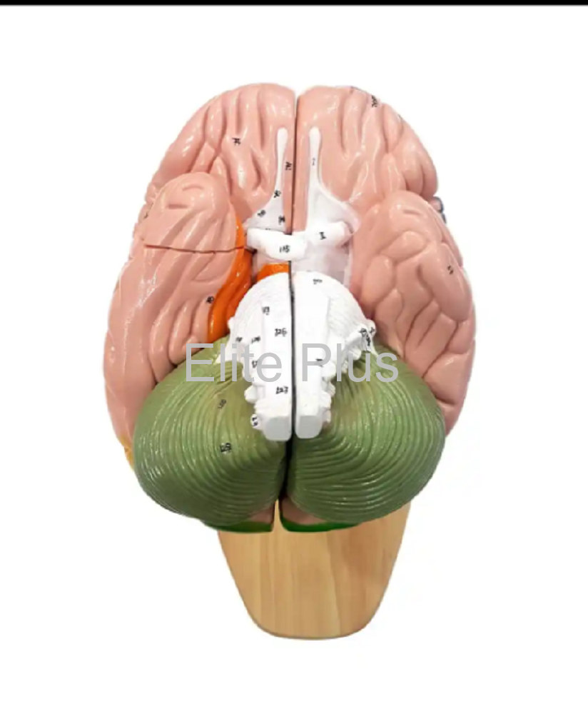 ZX-1422PN Brain Model Deluxe Enlarged 4 parts