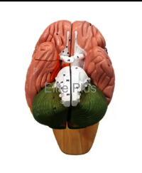 ZX-1422PN Brain Model Deluxe Enlarged 4 parts