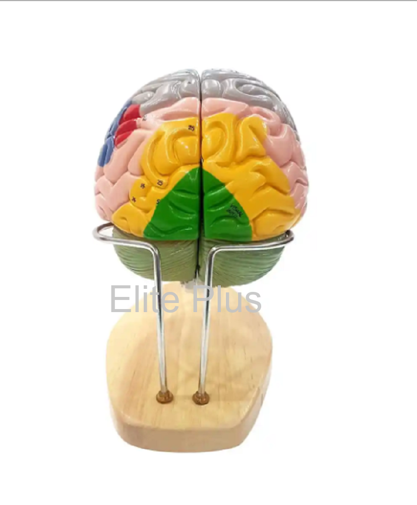 ZX-1422PN Brain Model Deluxe Enlarged 4 parts