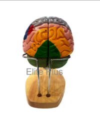 ZX-1422PN Brain Model Deluxe Enlarged 4 parts