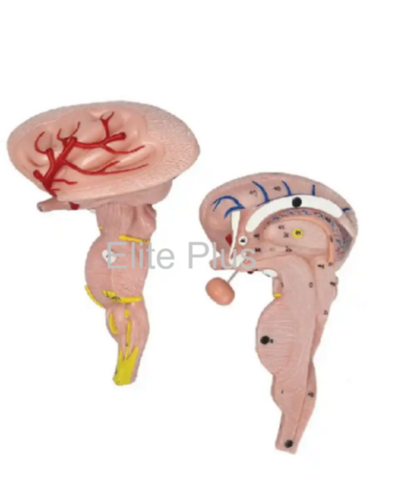 ZX-1438PN Brain Stem Model, Enlarged