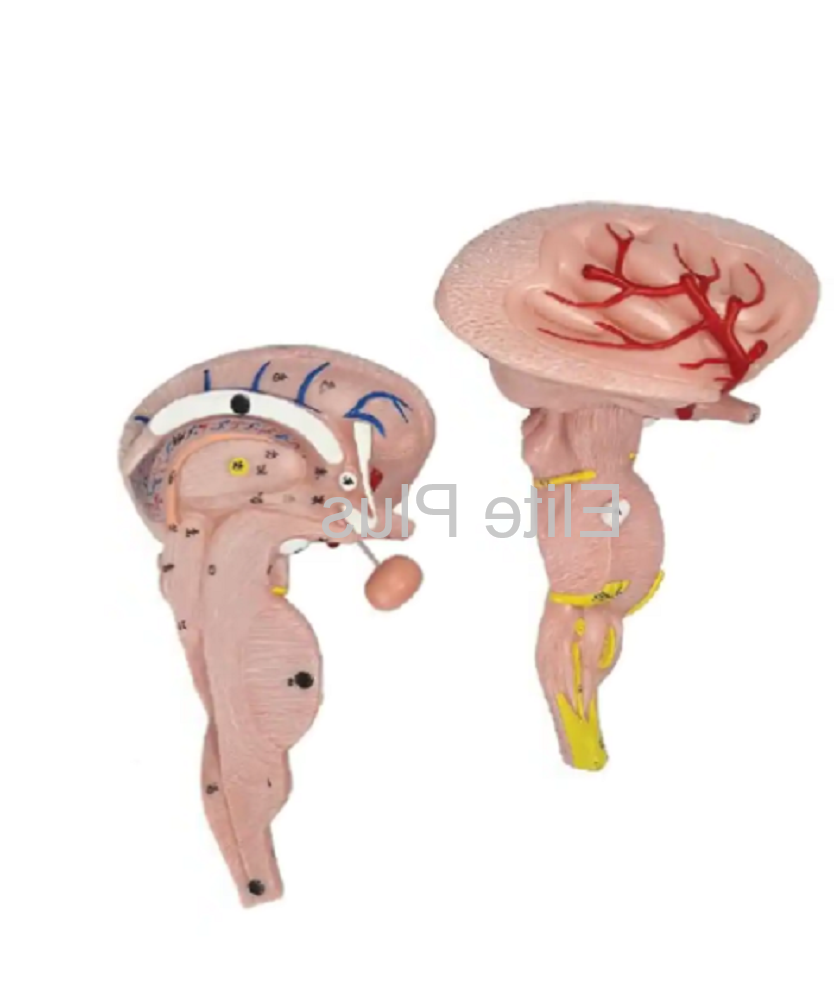 ZX-1438PN Brain Stem Model, Enlarged