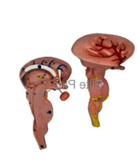 ZX-1438PN Brain Stem Model, Enlarged