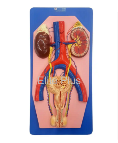 ZX-1303 Human Excretory System