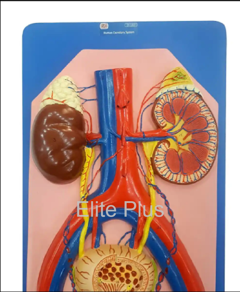 ZX-1303 Human Excretory System