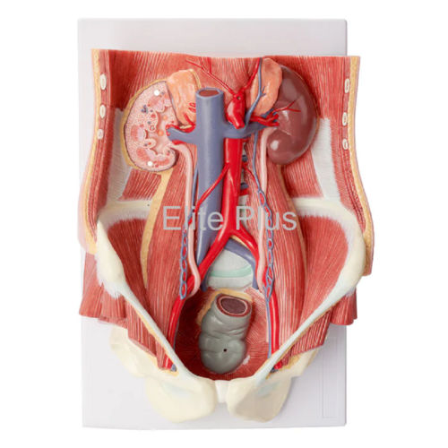 Excretory System