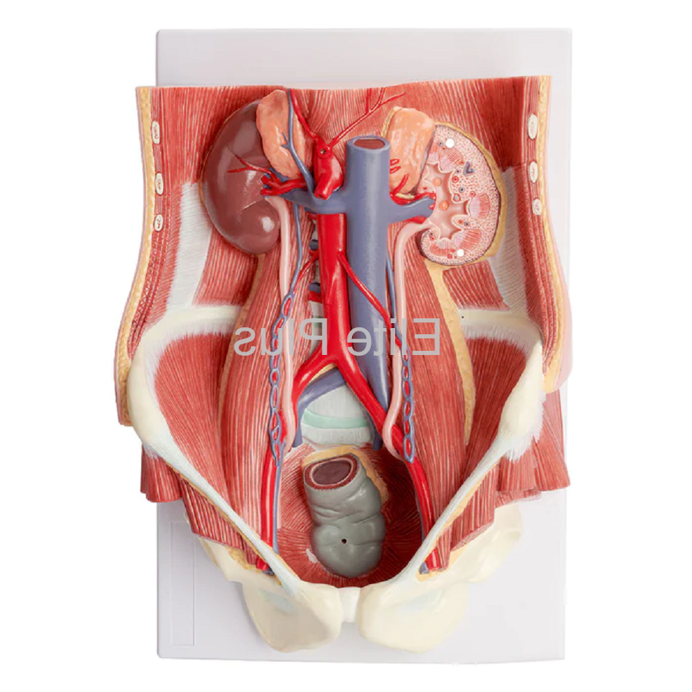 ZX-S333P Urinary System Block Model Dual, 6 Parts