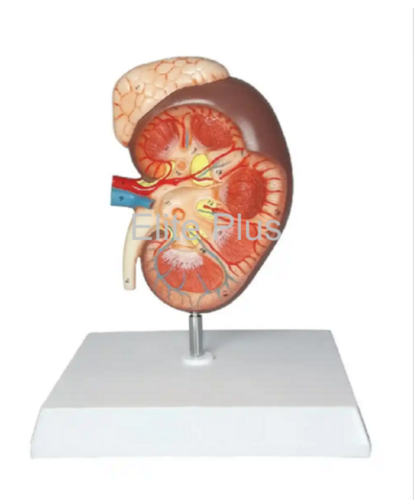 ZX-1439PN Kidney with Adrenal Gland, Enlarged