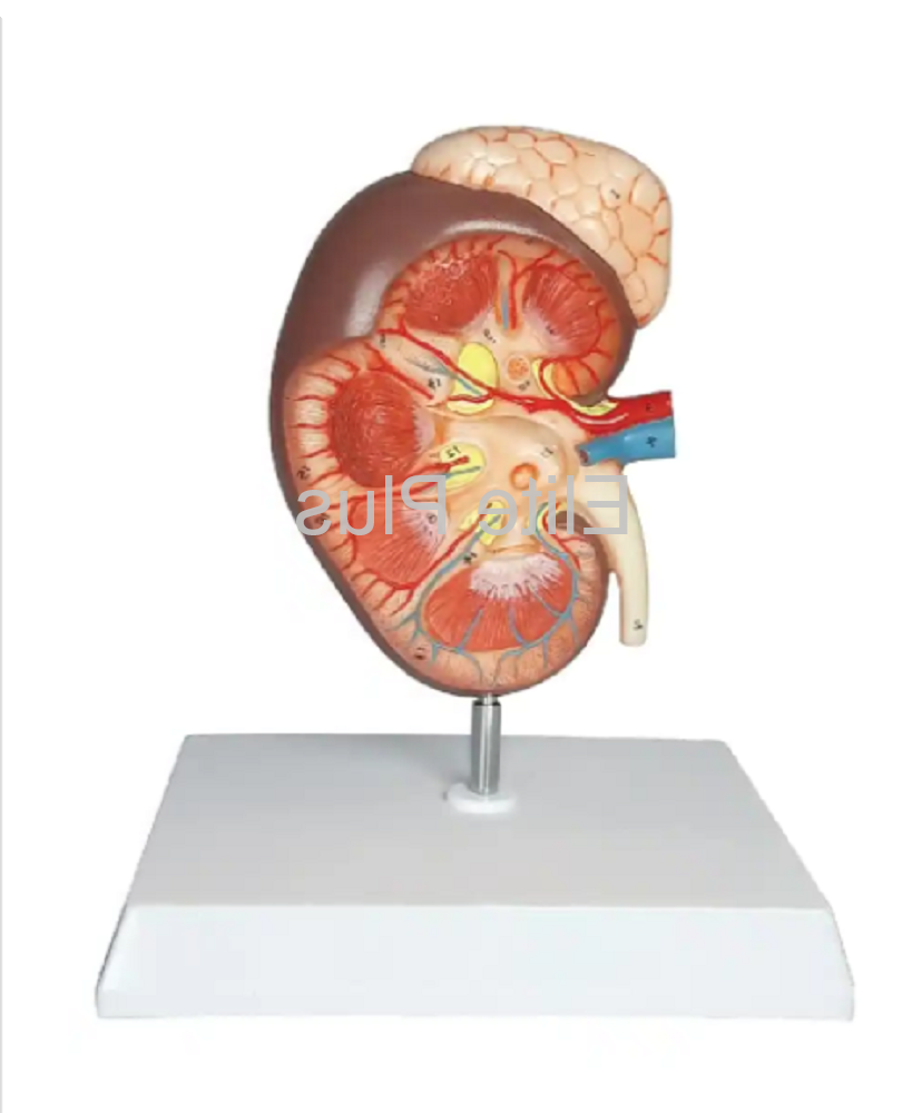 ZX-1439PN Kidney with Adrenal Gland, Enlarged