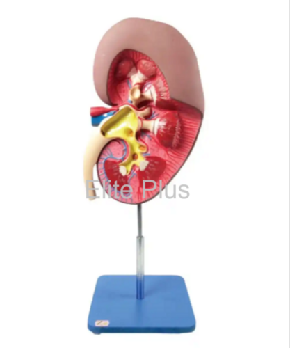 ZX-1407 Kidney