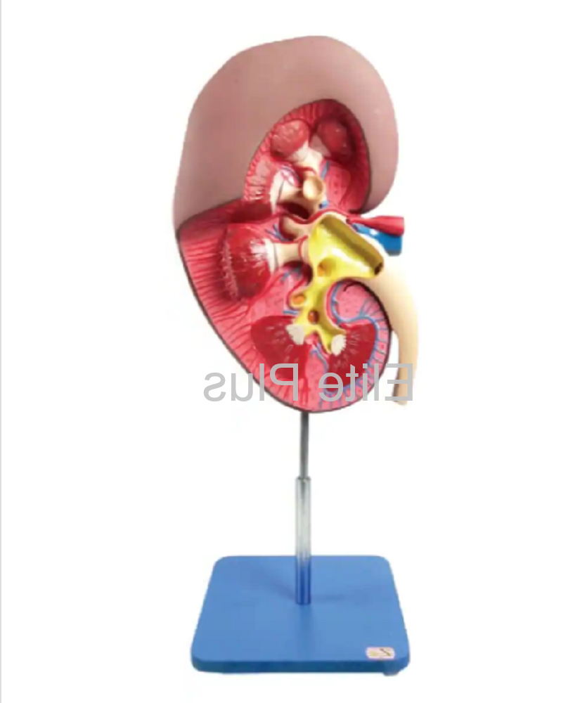 ZX-1407 Kidney