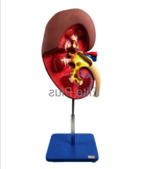 ZX-1407 Kidney