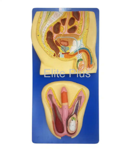 ZX-1304 Human Reproductive System Male